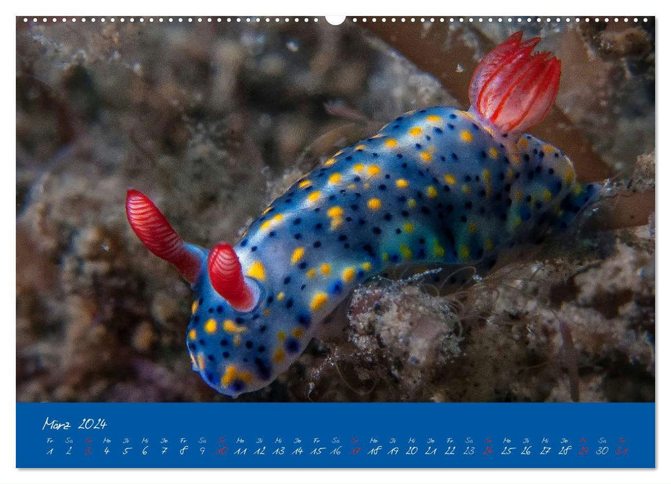 Meer sehen - Abenteuer Tauchen (CALVENDO Premium Wandkalender 2024)