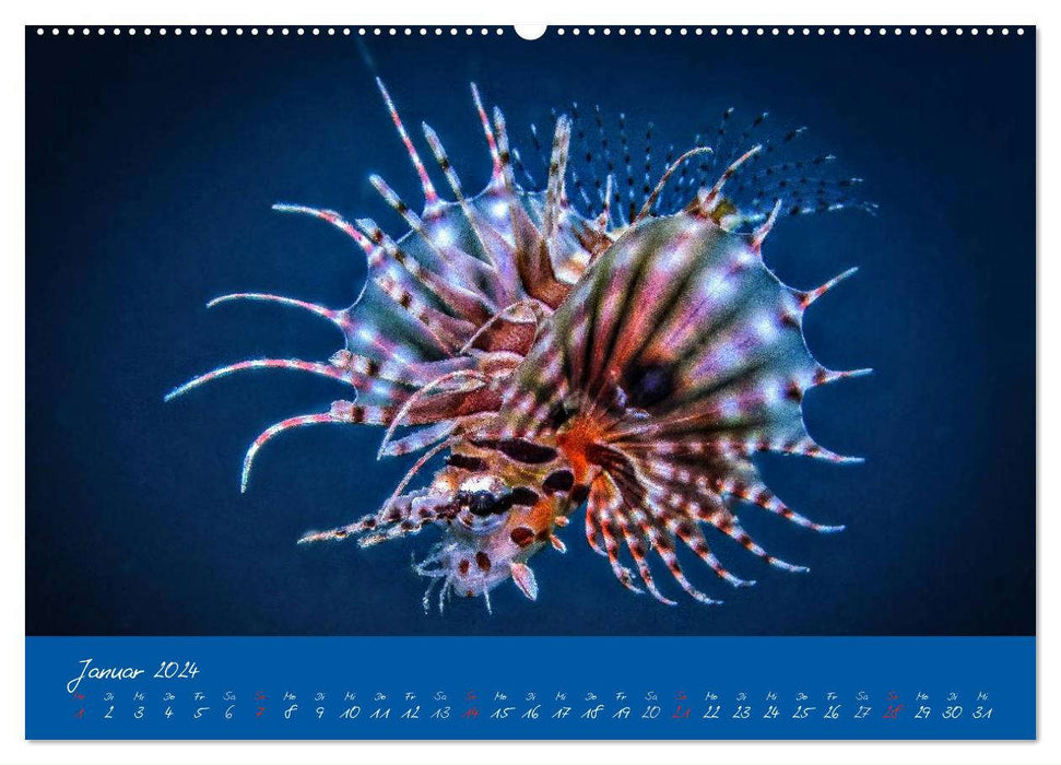 Meer sehen - Abenteuer Tauchen (CALVENDO Wandkalender 2024)