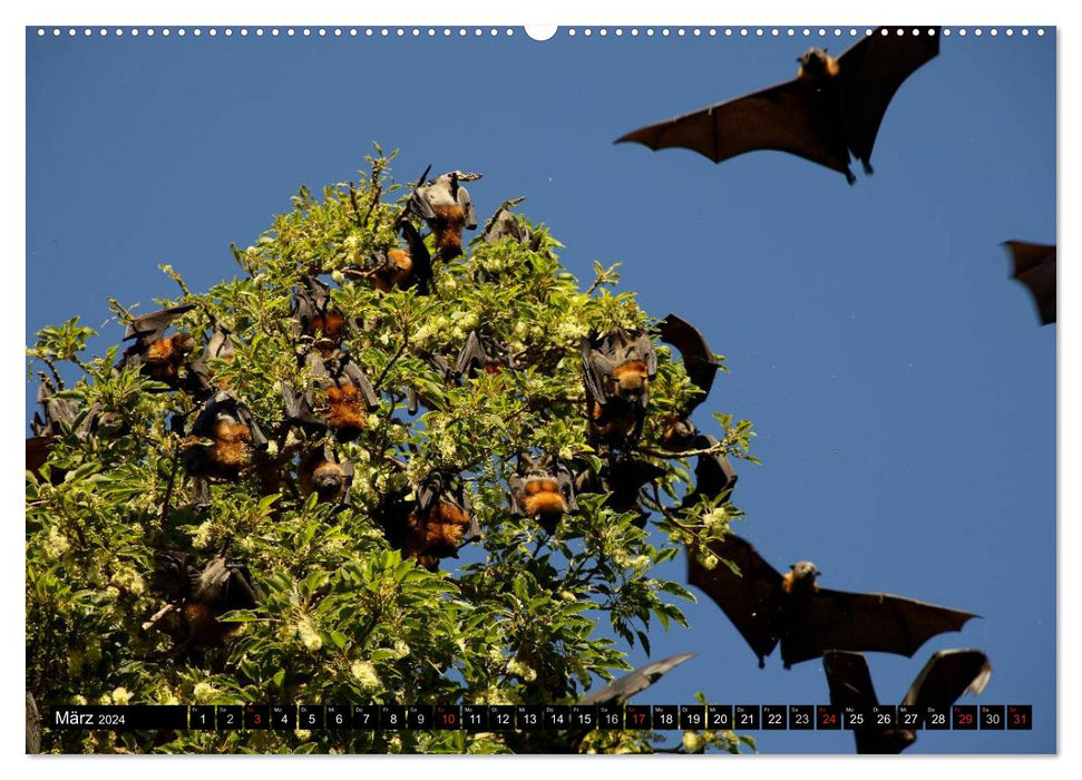 The wildlife in Australia (CALVENDO Premium Wall Calendar 2024) 