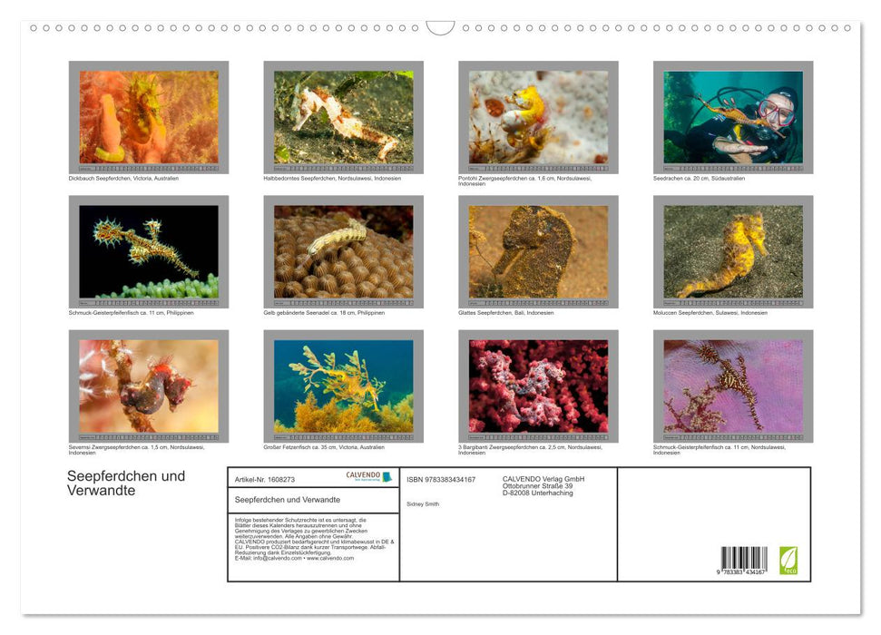 Seepferdchen und Verwandte (CALVENDO Wandkalender 2024)