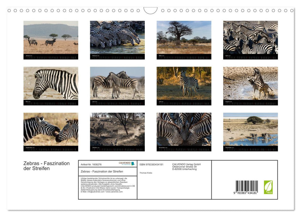Zebras - Faszination der Streifen (CALVENDO Wandkalender 2024)