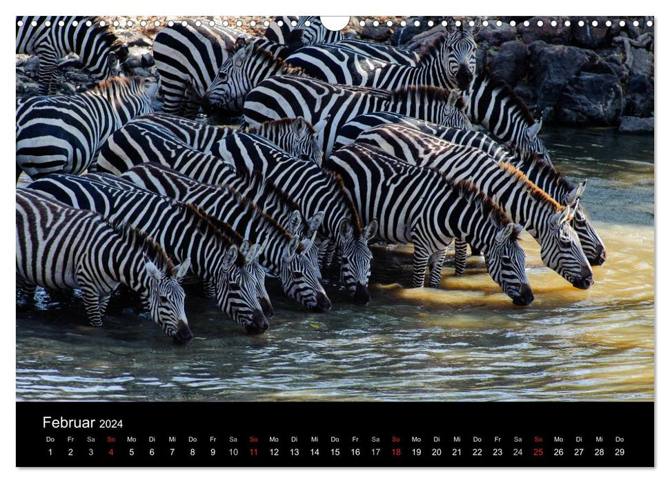 Zebras - the fascination of stripes (CALVENDO wall calendar 2024) 