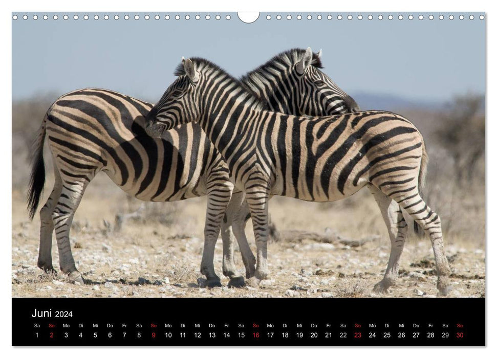 Zebras - the fascination of stripes (CALVENDO wall calendar 2024) 