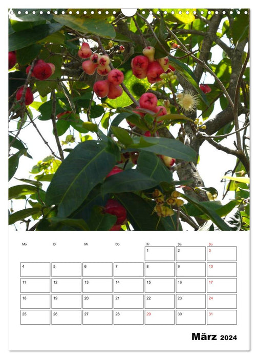 Exotic fruits on trees and bushes (CALVENDO wall calendar 2024) 