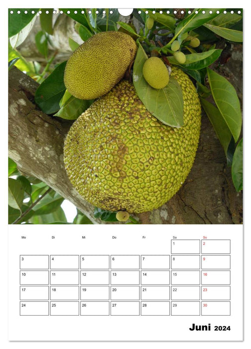 Exotische Früchte an Baum und Strauch (CALVENDO Wandkalender 2024)