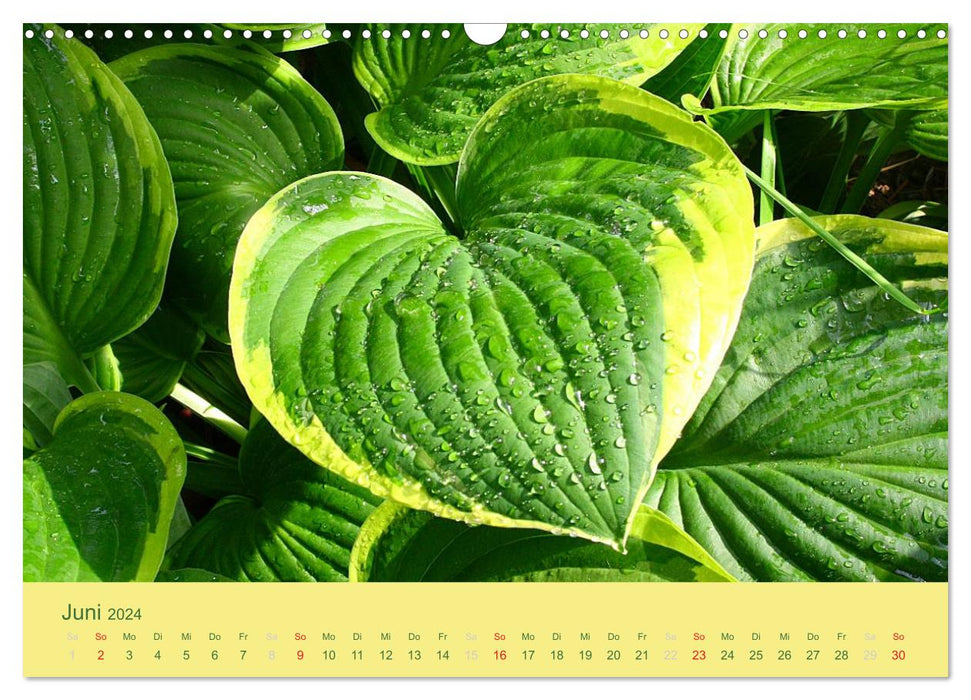 With a lot of heart through the year (CALVENDO wall calendar 2024) 