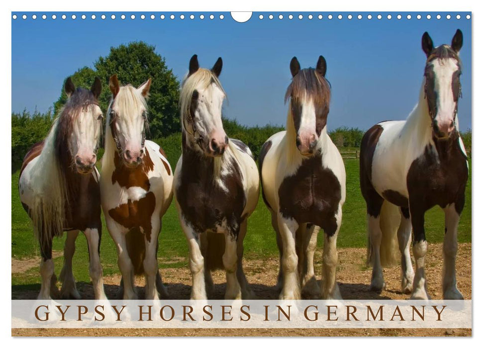 Gypsy Horses (CALVENDO Wandkalender 2024)