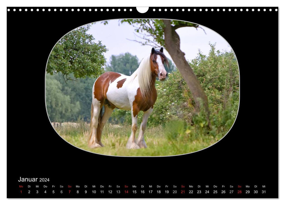 Gypsy Horses (CALVENDO wall calendar 2024) 