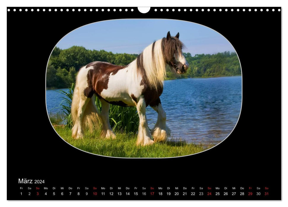 Gypsy Horses (CALVENDO Wandkalender 2024)