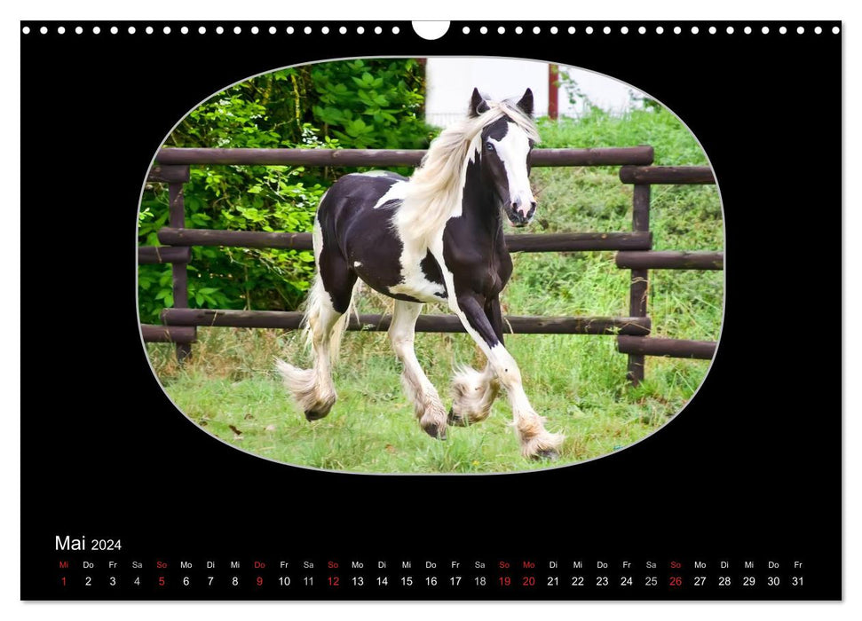 Gypsy Horses (CALVENDO wall calendar 2024) 