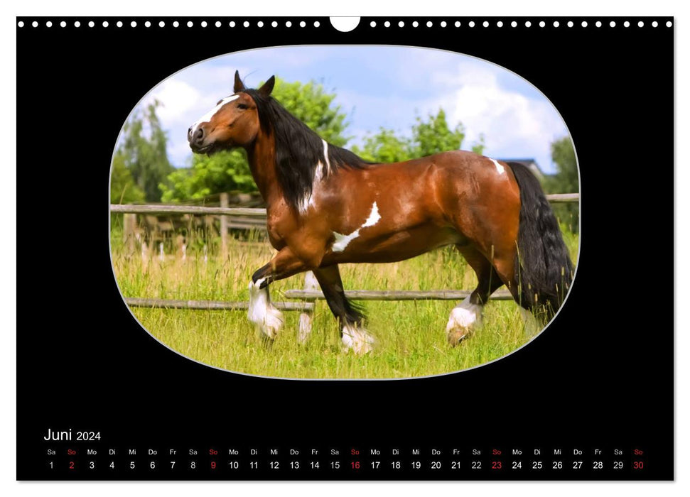 Gypsy Horses (CALVENDO wall calendar 2024) 