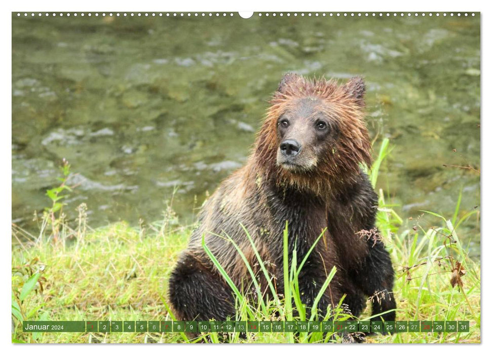 Bear encounters of a funny kind (CALVENDO Premium Wall Calendar 2024) 