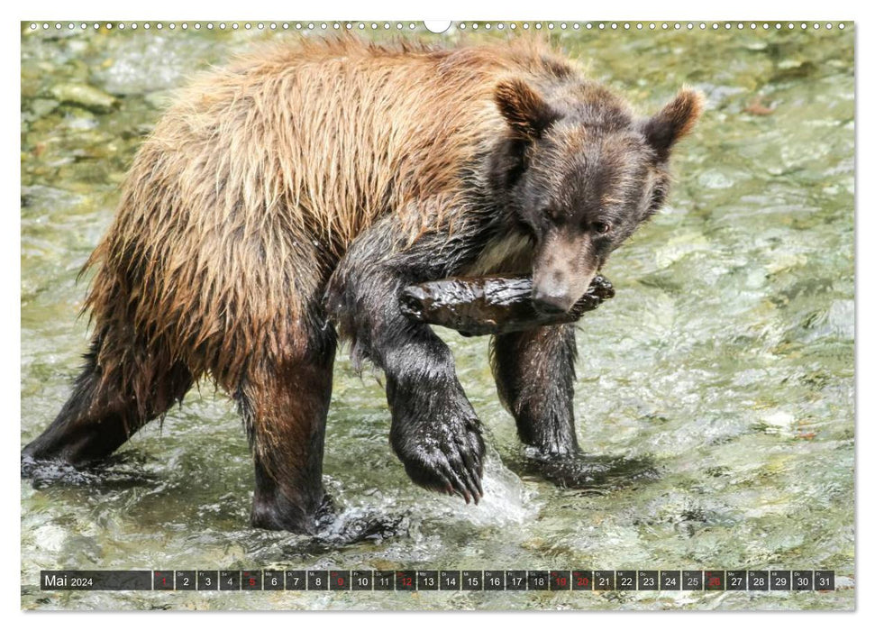 Bear encounters of a funny kind (CALVENDO Premium Wall Calendar 2024) 