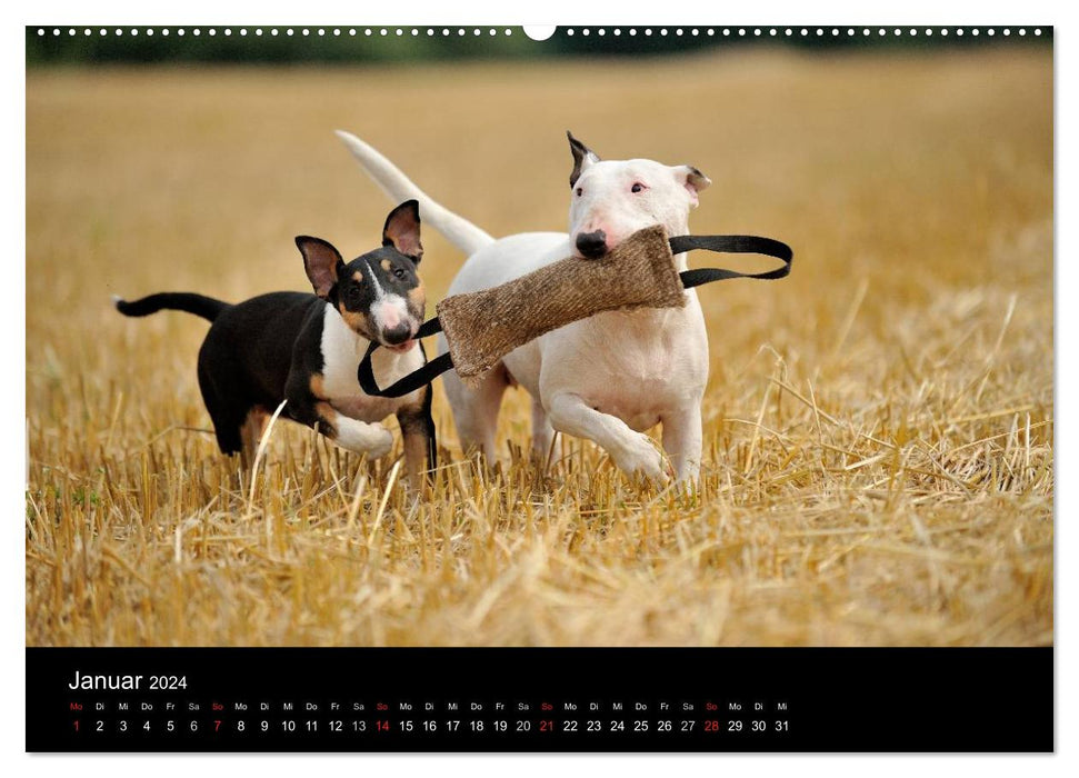 Bull Terrier 2024 - Little clowns with big hearts (CALVENDO wall calendar 2024) 