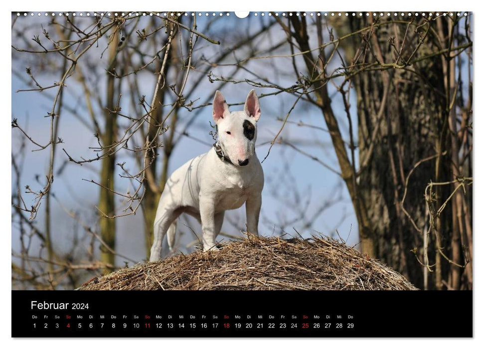 Bull Terrier 2024 - Petits clowns aux grands coeurs (Calendrier mural CALVENDO 2024) 