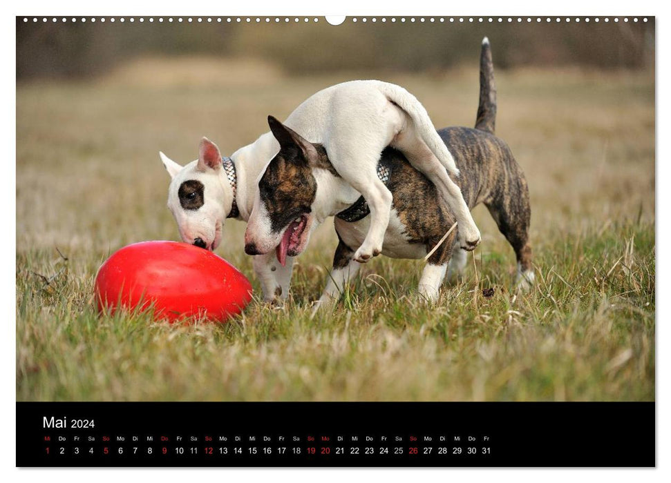 Bull Terrier 2024 - Petits clowns aux grands coeurs (Calendrier mural CALVENDO 2024) 