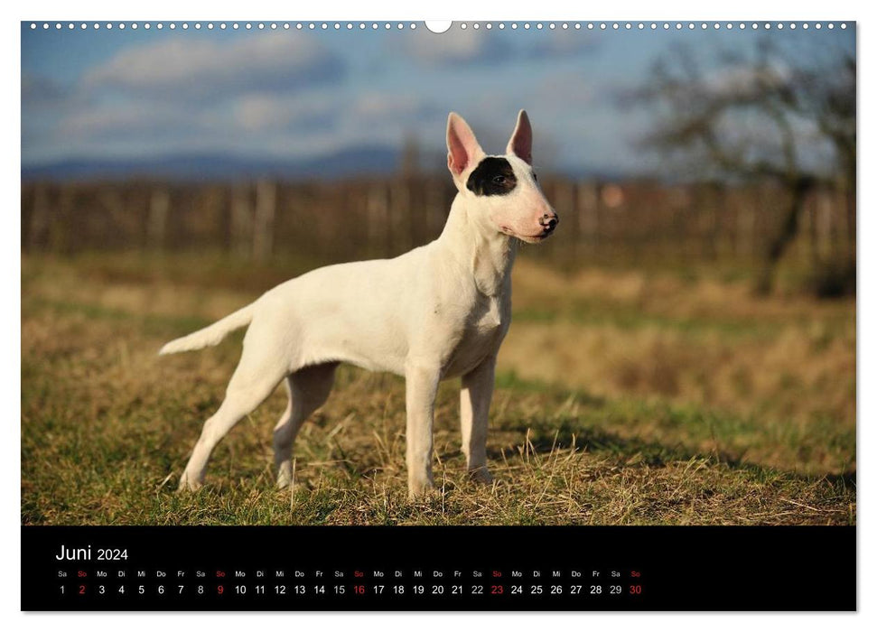 Bull Terrier 2024 - Little clowns with big hearts (CALVENDO wall calendar 2024) 