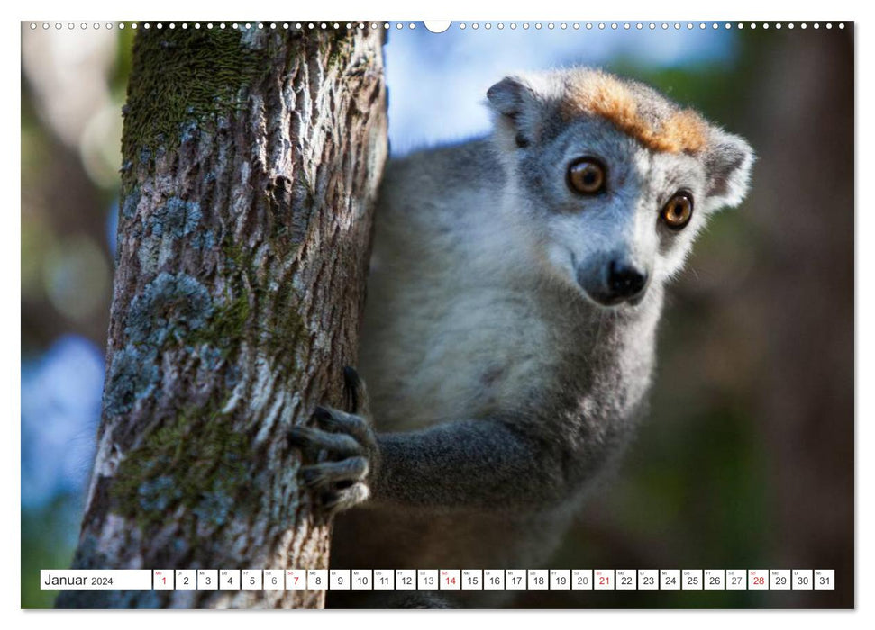 Madagascar. Fantastic nature and wildlife (CALVENDO Premium Wall Calendar 2024) 