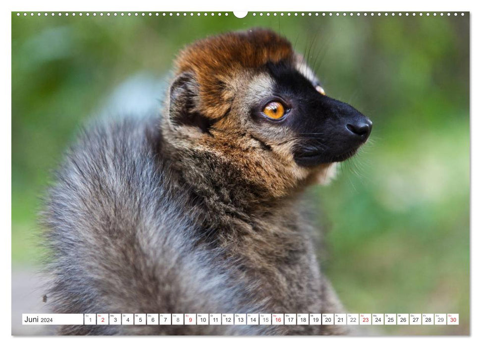 Madagascar. Fantastic nature and wildlife (CALVENDO Premium Wall Calendar 2024) 