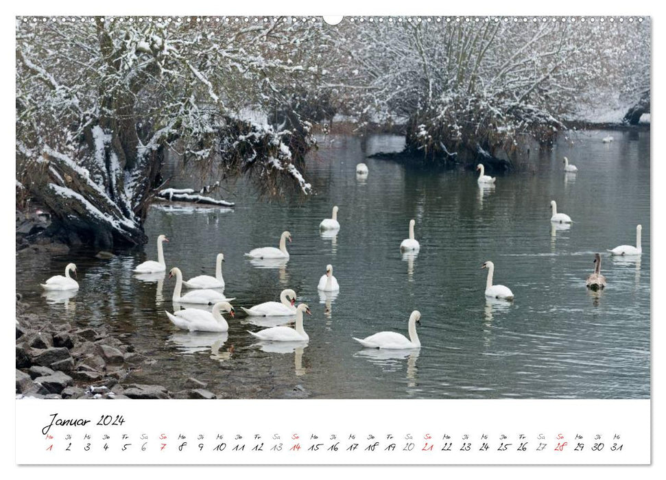 Une année avec les cygnes (Calendrier mural CALVENDO Premium 2024) 