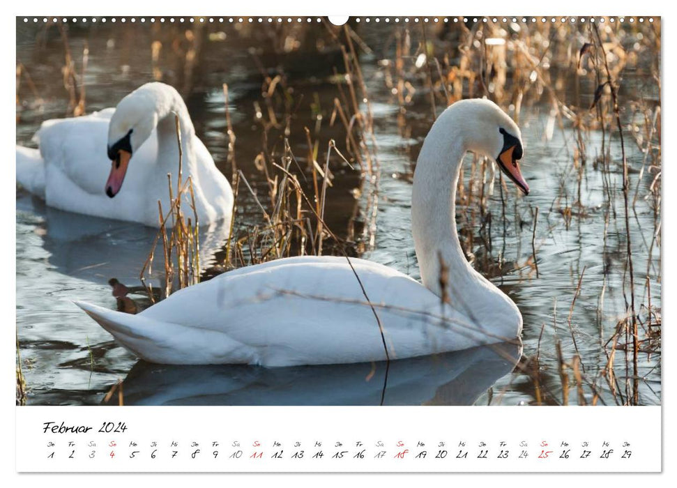Ein Jahr mit den Schwänen (CALVENDO Premium Wandkalender 2024)