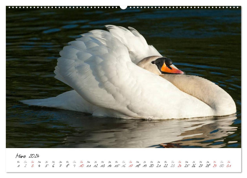 Une année avec les cygnes (Calendrier mural CALVENDO Premium 2024) 