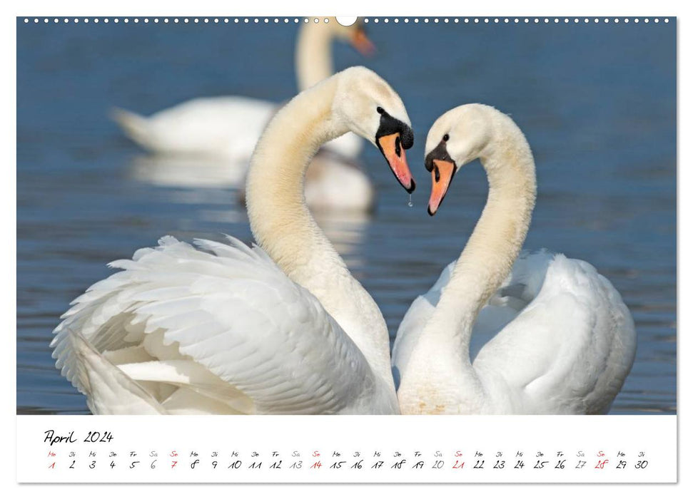 A year with the swans (CALVENDO Premium wall calendar 2024) 