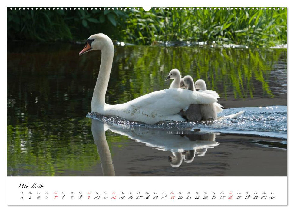 Une année avec les cygnes (Calendrier mural CALVENDO Premium 2024) 