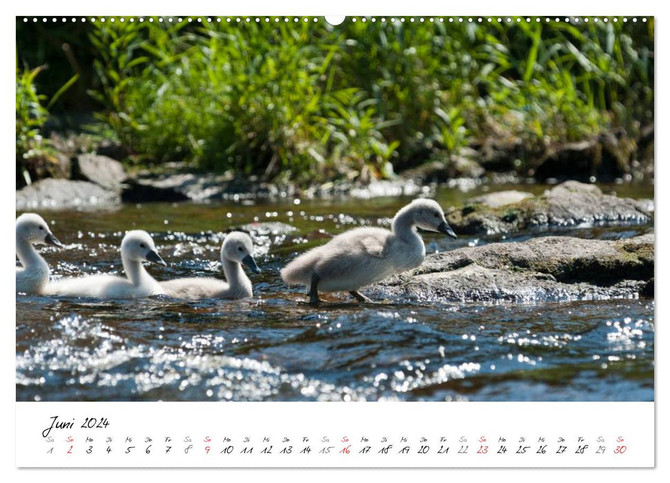 Une année avec les cygnes (Calendrier mural CALVENDO Premium 2024) 