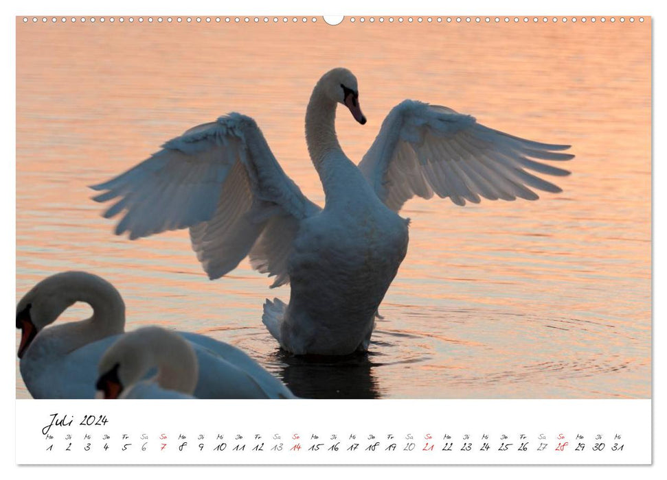 Une année avec les cygnes (Calendrier mural CALVENDO Premium 2024) 