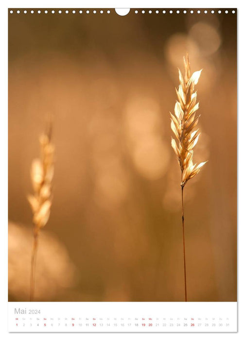 Delicate grasses (CALVENDO wall calendar 2024) 