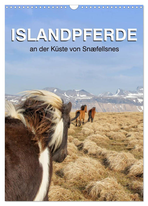 ISLANDPFERDE an der Küste von Snæfellsnes (CALVENDO Wandkalender 2024)