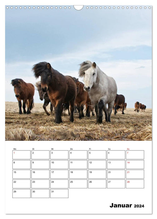 ICELANDIC HORSES on the coast of Snæfellsnes (CALVENDO wall calendar 2024) 