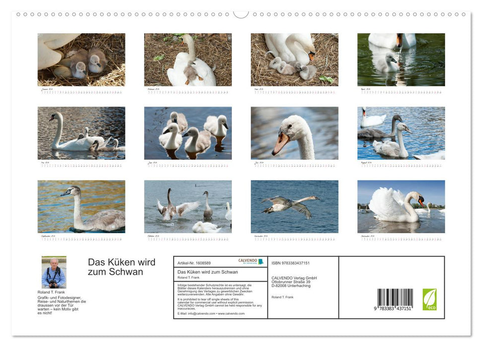 The chick becomes a swan (CALVENDO Premium Wall Calendar 2024) 