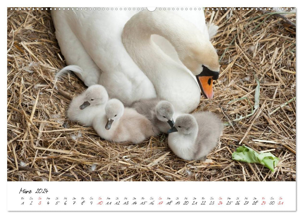 The chick becomes a swan (CALVENDO Premium Wall Calendar 2024) 