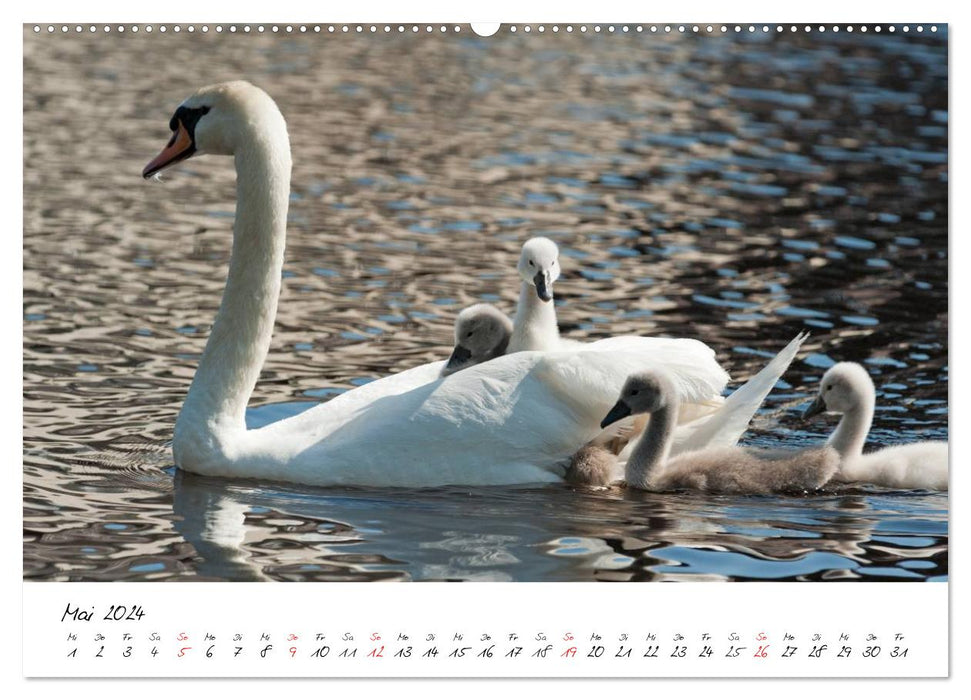 The chick becomes a swan (CALVENDO Premium Wall Calendar 2024) 