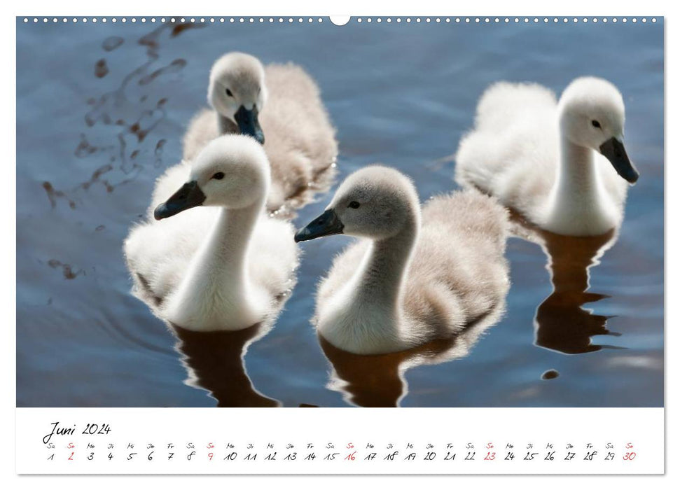 The chick becomes a swan (CALVENDO Premium Wall Calendar 2024) 