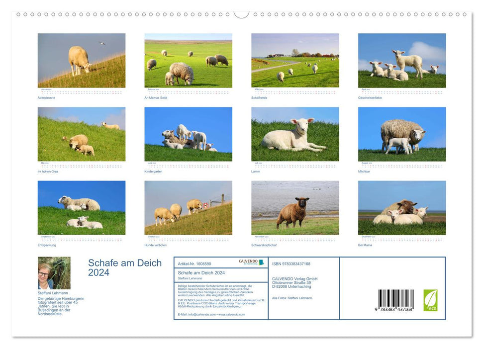 Sheep on the dike 2024. Animal impressions from the North Sea coast (CALVENDO Premium wall calendar 2024) 