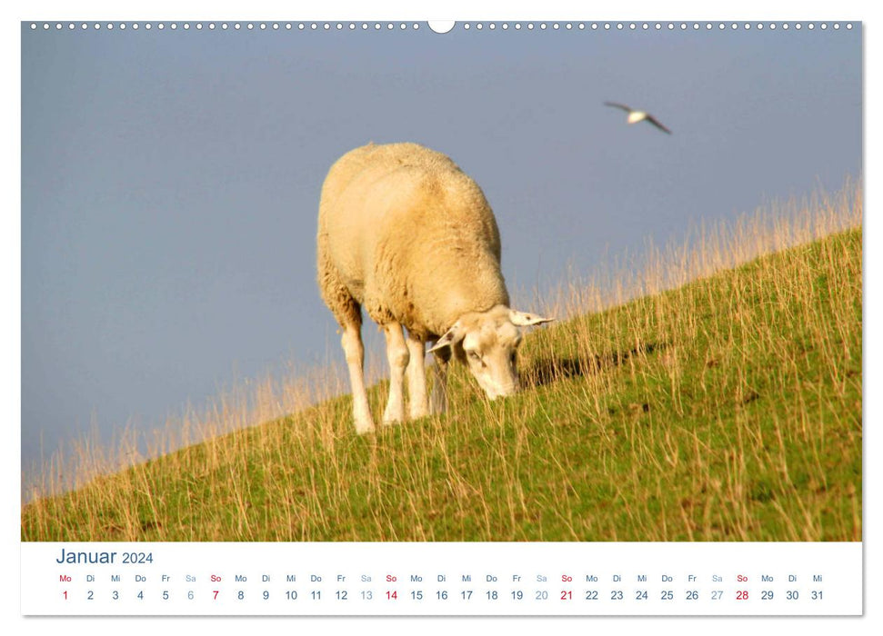 Moutons sur la digue 2024. Impressions d'animaux de la côte de la mer du Nord (calendrier mural CALVENDO Premium 2024) 