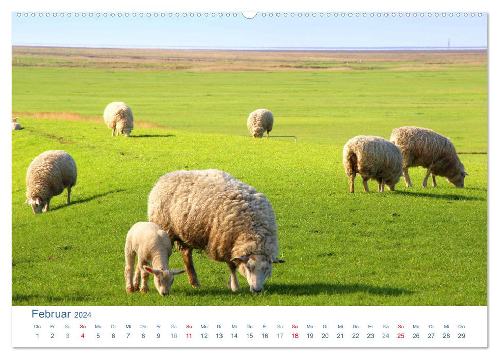 Sheep on the dike 2024. Animal impressions from the North Sea coast (CALVENDO Premium wall calendar 2024) 