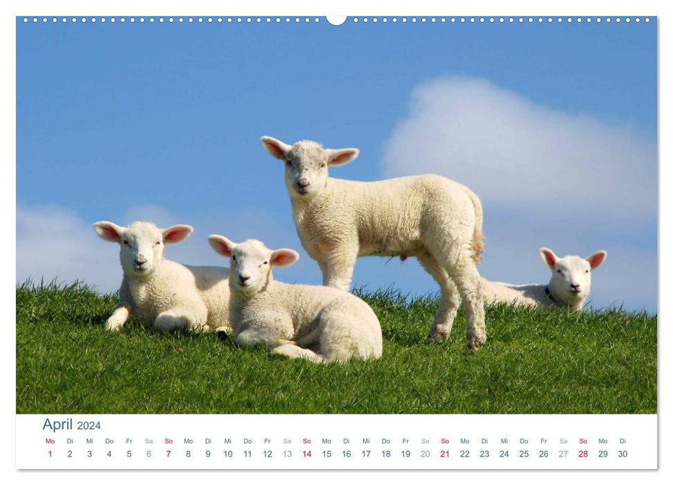 Schafe am Deich 2024. Tierische Impressionen von der Nordseeküste (CALVENDO Premium Wandkalender 2024)