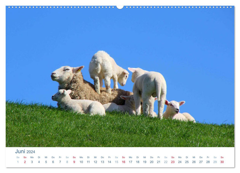 Moutons sur la digue 2024. Impressions d'animaux de la côte de la mer du Nord (calendrier mural CALVENDO Premium 2024) 