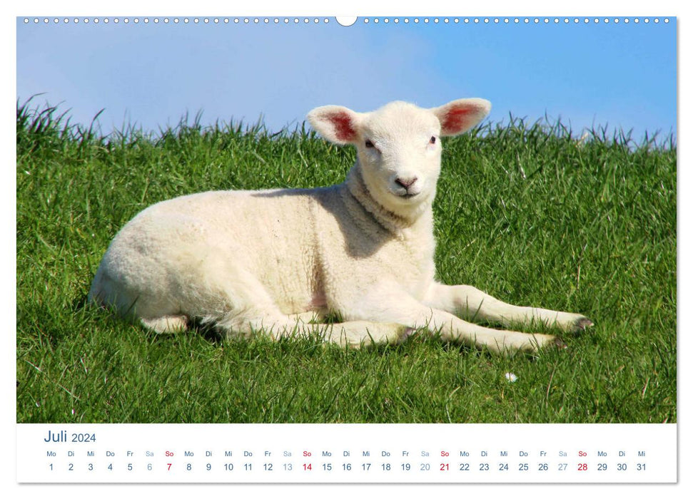 Moutons sur la digue 2024. Impressions d'animaux de la côte de la mer du Nord (calendrier mural CALVENDO Premium 2024) 