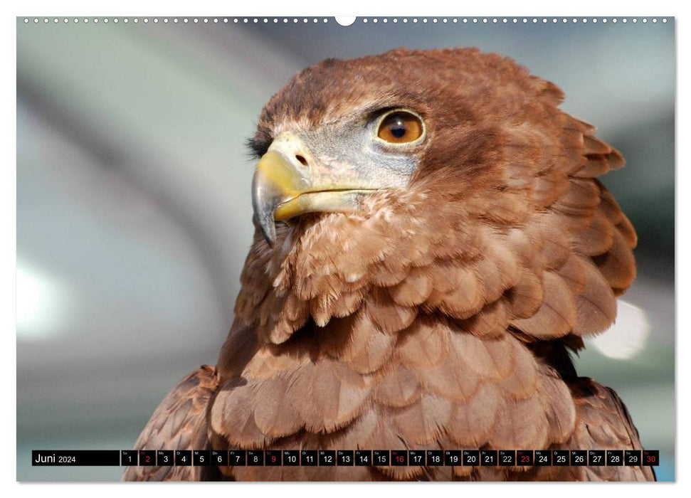 Eagles and griffins - kings of the sky (CALVENDO Premium wall calendar 2024) 