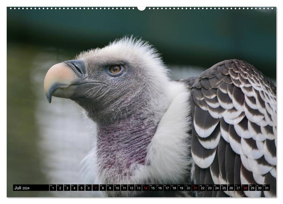 Adler und Greife - Könige des Himmels (CALVENDO Premium Wandkalender 2024)