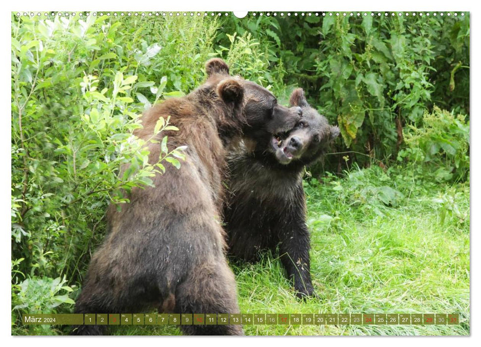 Funny bear encounters (CALVENDO wall calendar 2024) 