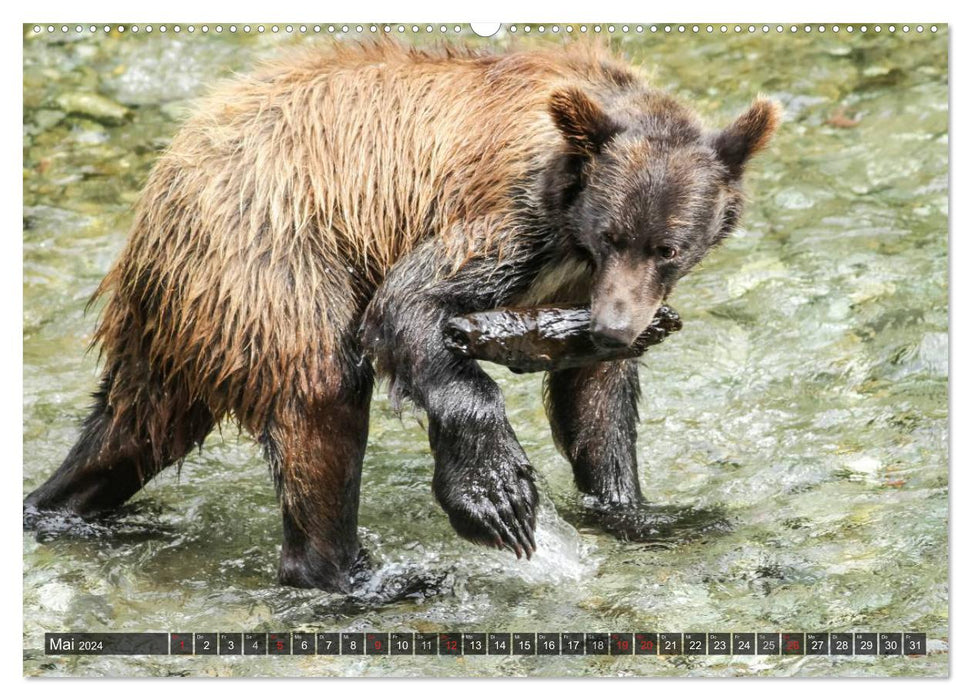 Funny bear encounters (CALVENDO wall calendar 2024) 