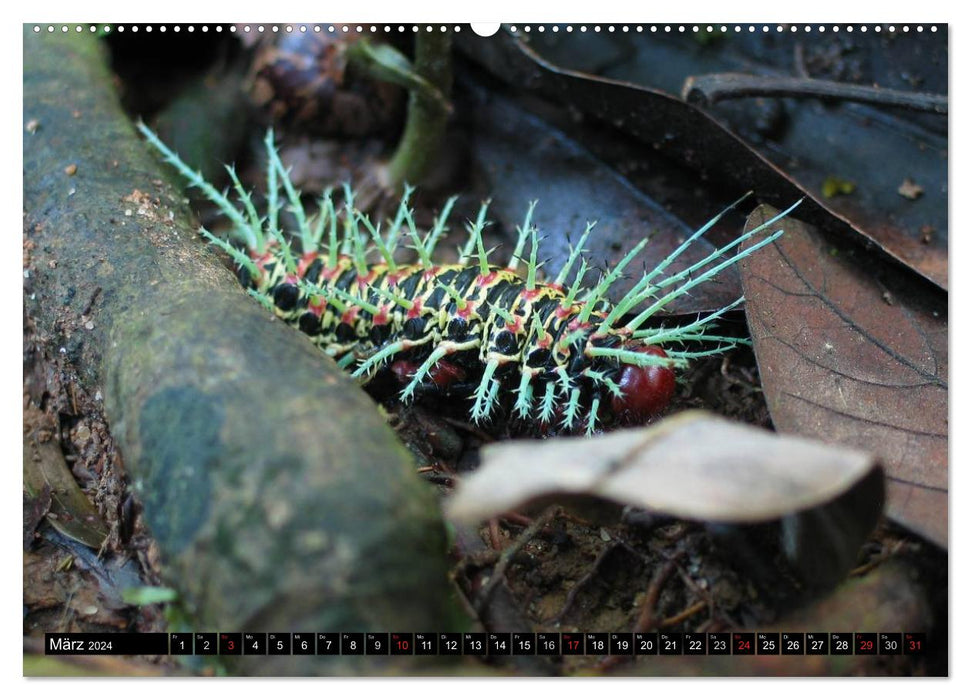 Caterpillars - bizarre quick-change artists (CALVENDO wall calendar 2024) 