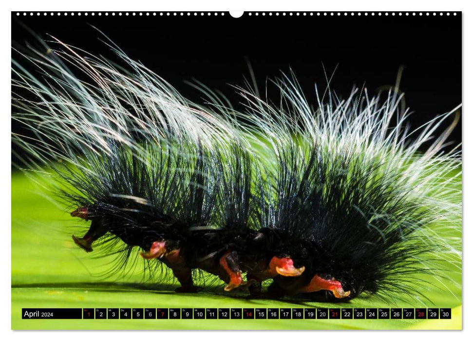 Caterpillars - bizarre quick-change artists (CALVENDO wall calendar 2024) 