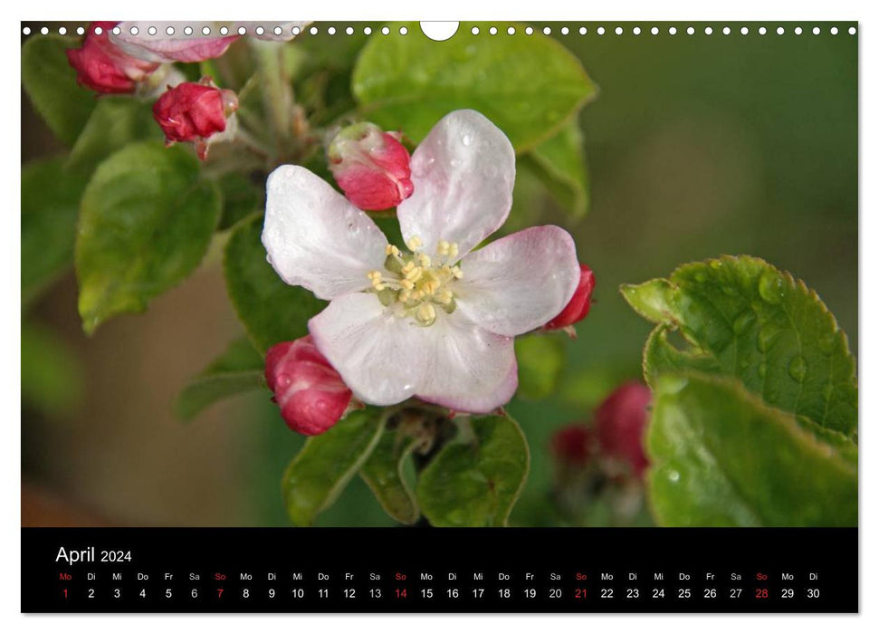 South Tyrol, the pearl of Italy (CALVENDO wall calendar 2024) 